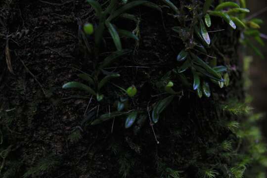 Sivun Bulbophyllum macphersonii Rupp kuva