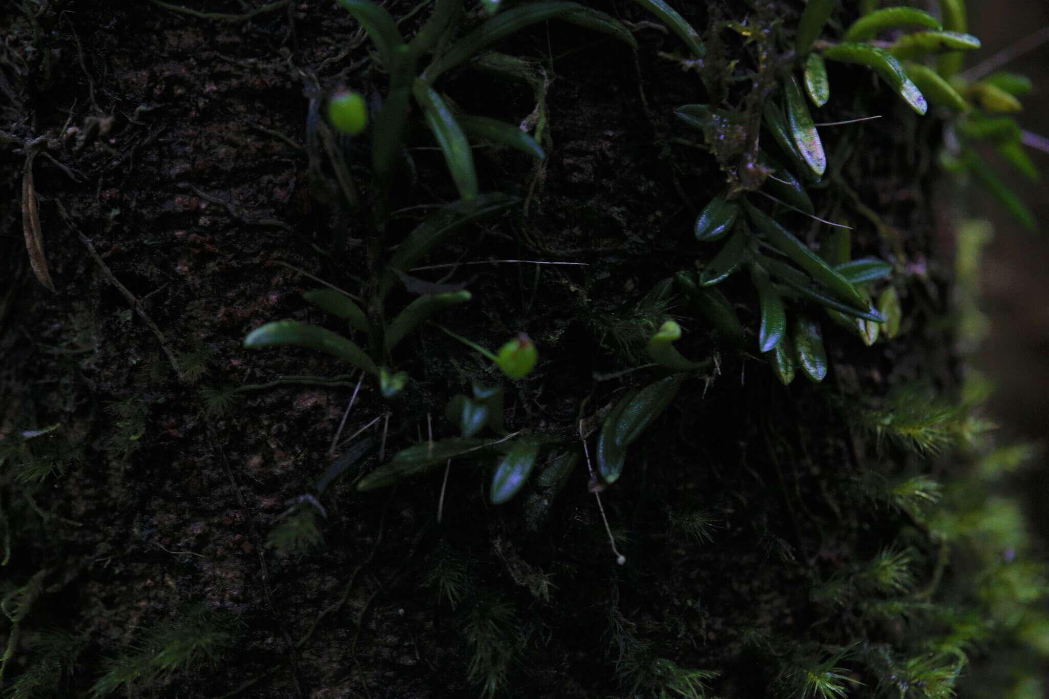 Image of Bulbophyllum macphersonii Rupp