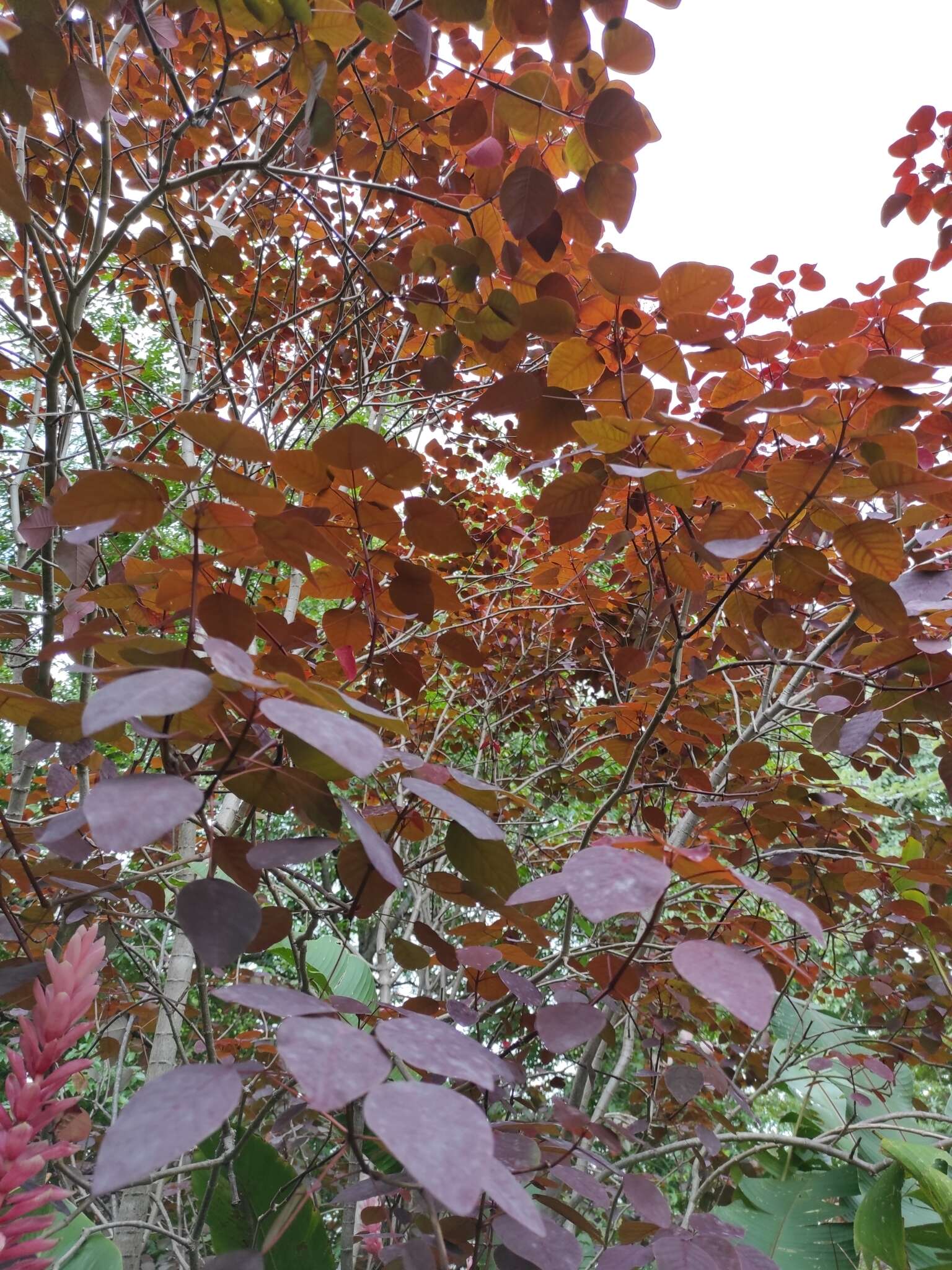 Image of Mexican shrubby spurge