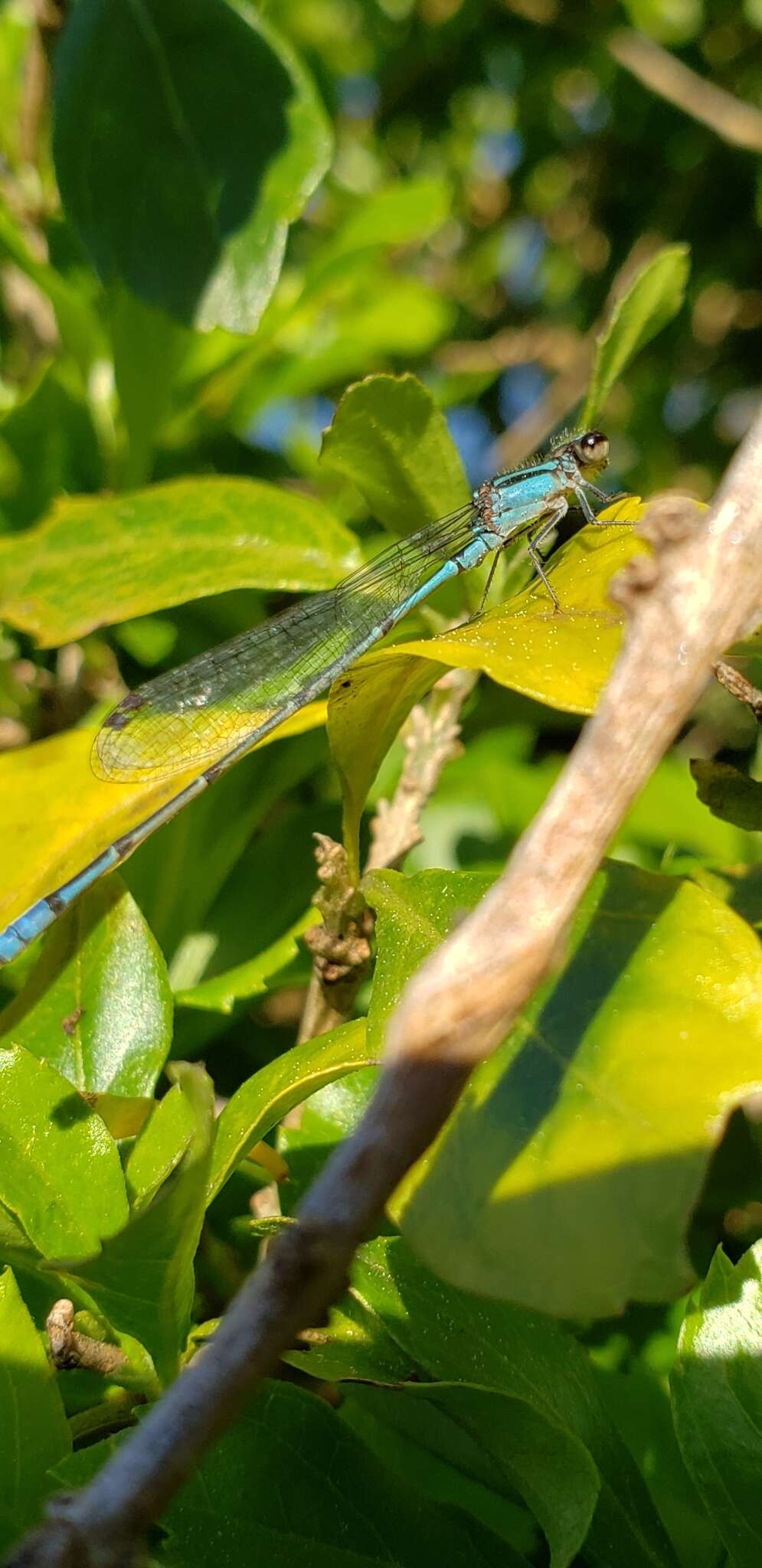 Acanthagrion floridense Fraser 1946 resmi