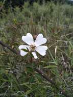 Image de Rosa transmorrisonensis Hayata