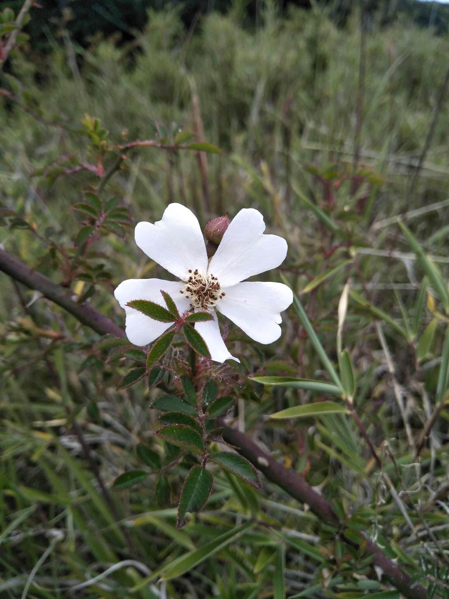 صورة Rosa transmorrisonensis Hayata