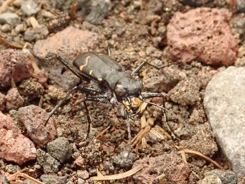 Plancia ëd Cicindela (Cicindela) sachalinensis sachalinensis A. Morawitz 1862