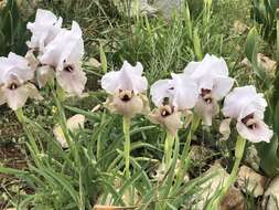 Imagem de Iris lortetii var. samariae (Dinsm.) Feinbrun