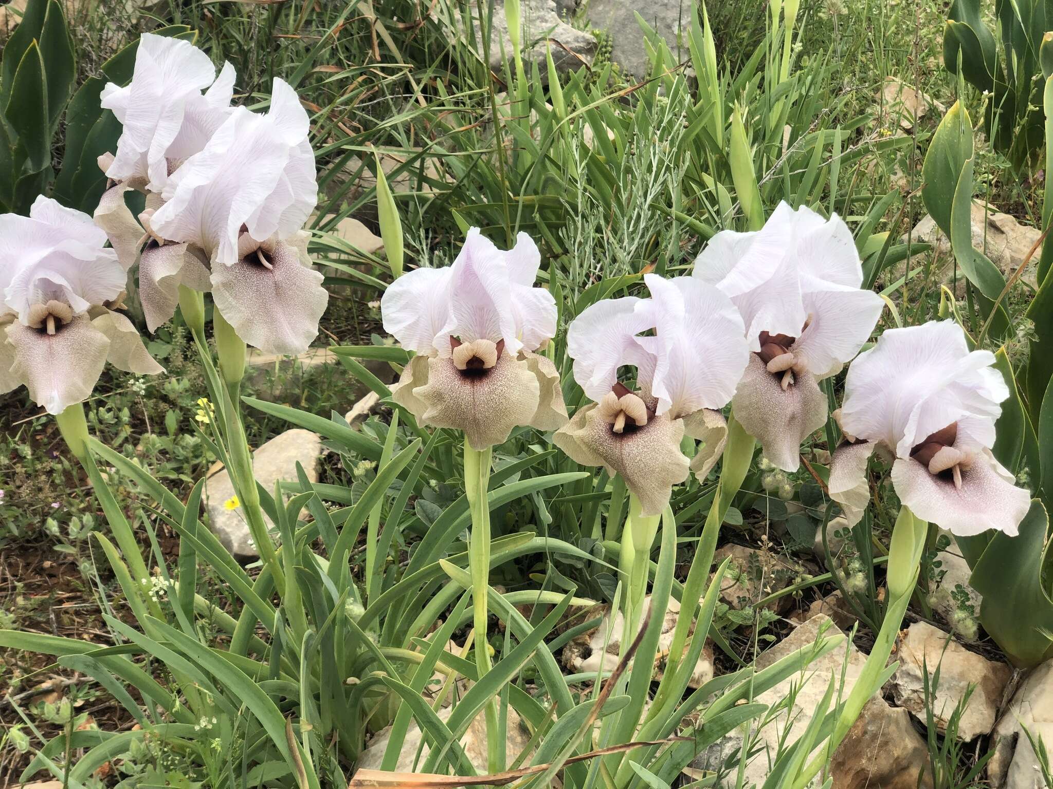 Image of Iris lortetii var. samariae (Dinsm.) Feinbrun