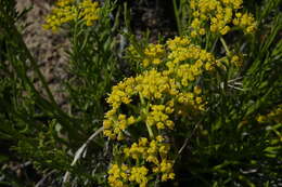 Imagem de Lomatium nuttallii (A. Gray) Macbr.