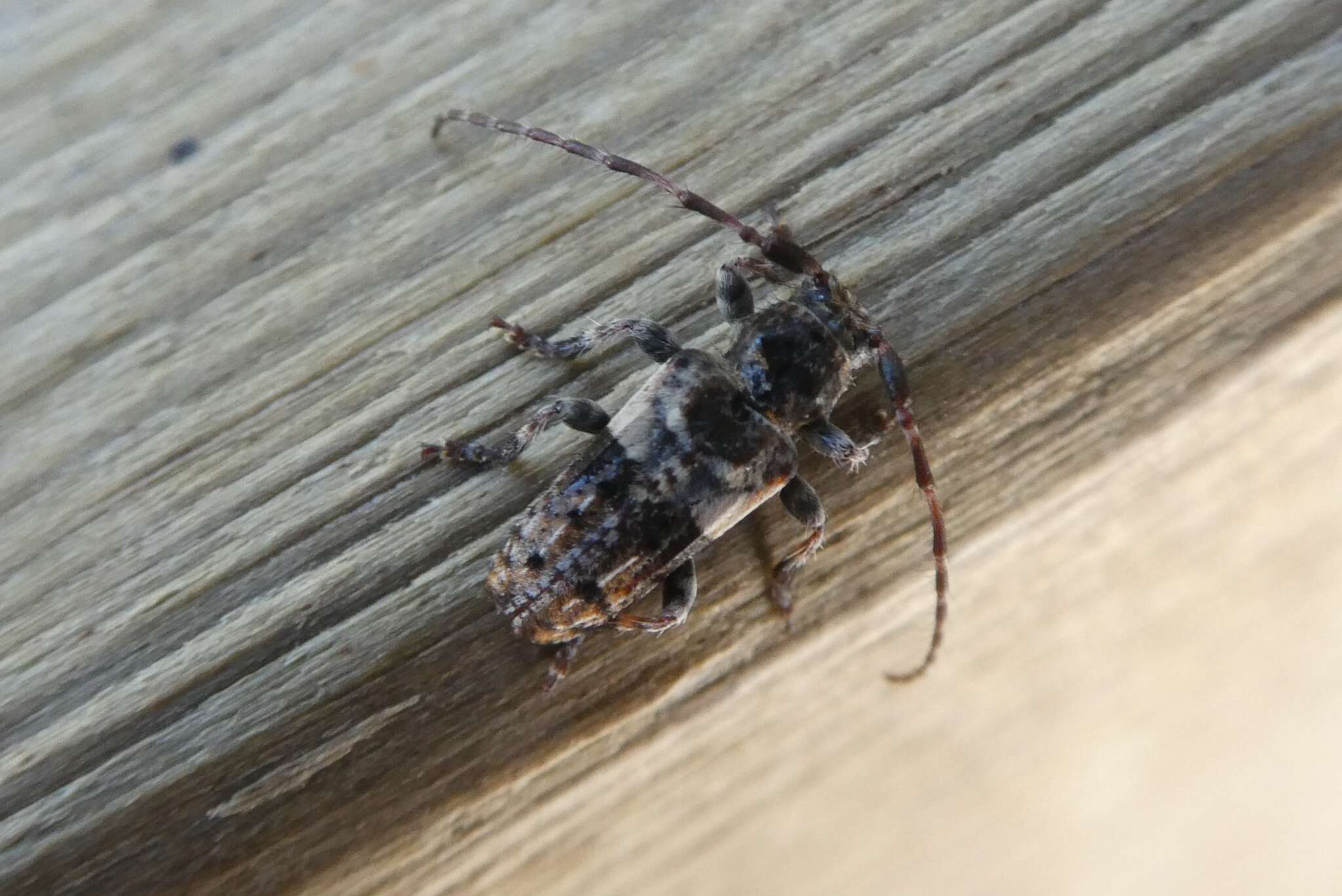 Image of Pogonocherus fasciculatus (Degeer 1775)