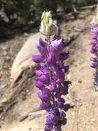 Image of mountain bush lupine