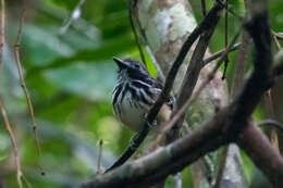 Image of Dot-backed Antbird