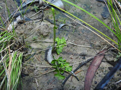 Image of Lindsaea dimorpha Bailey