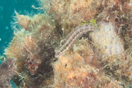 Image of Variable Blenny