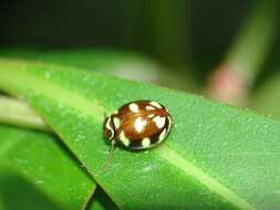 Image of Ceratogergithus pseudotessellatus (Che, Zhang & Wang 2007)