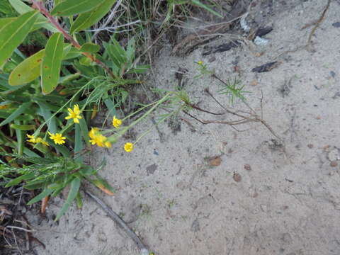 Image of Senecio burchellii DC.