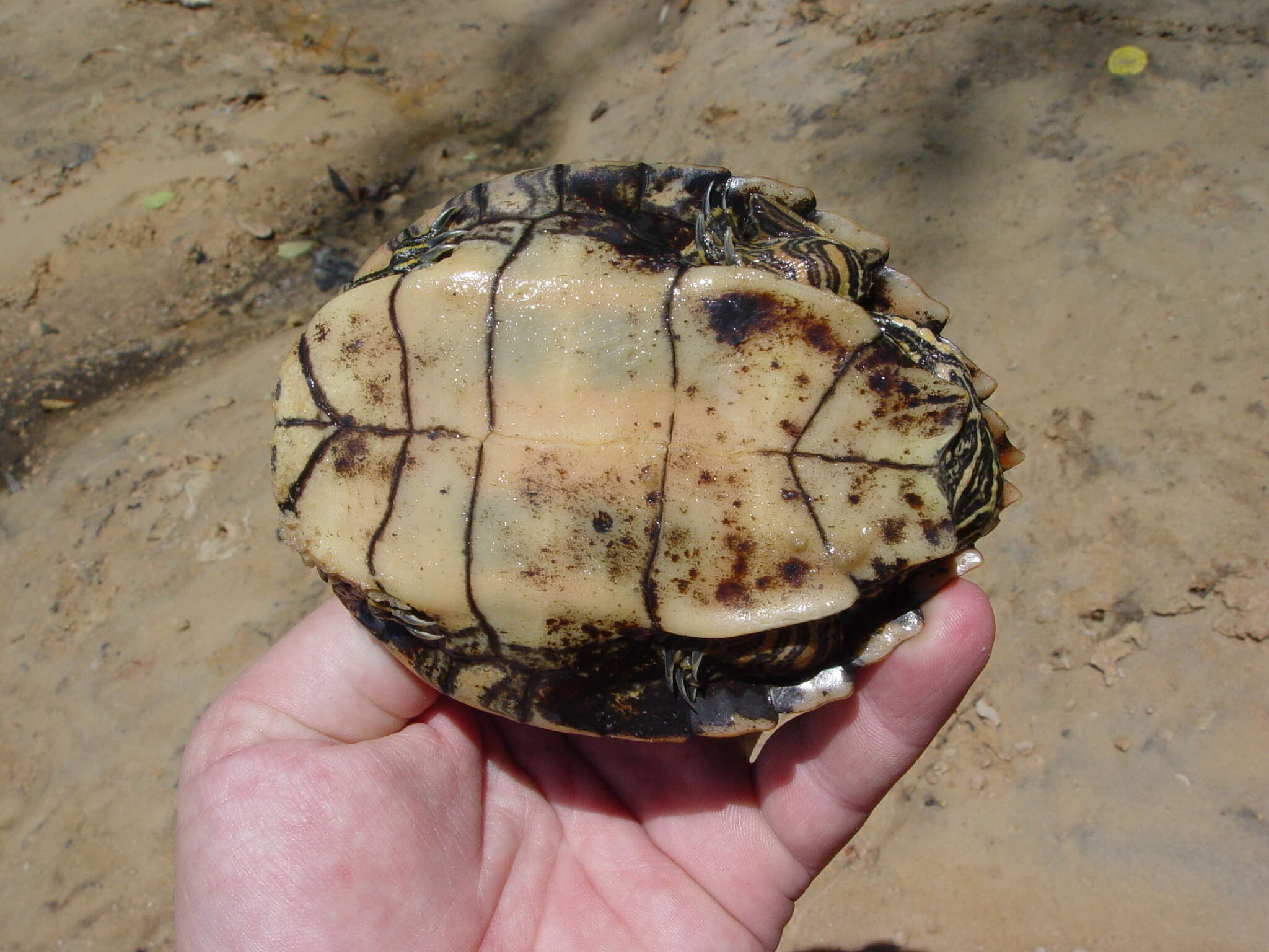 Image of Escambia Map Turtle