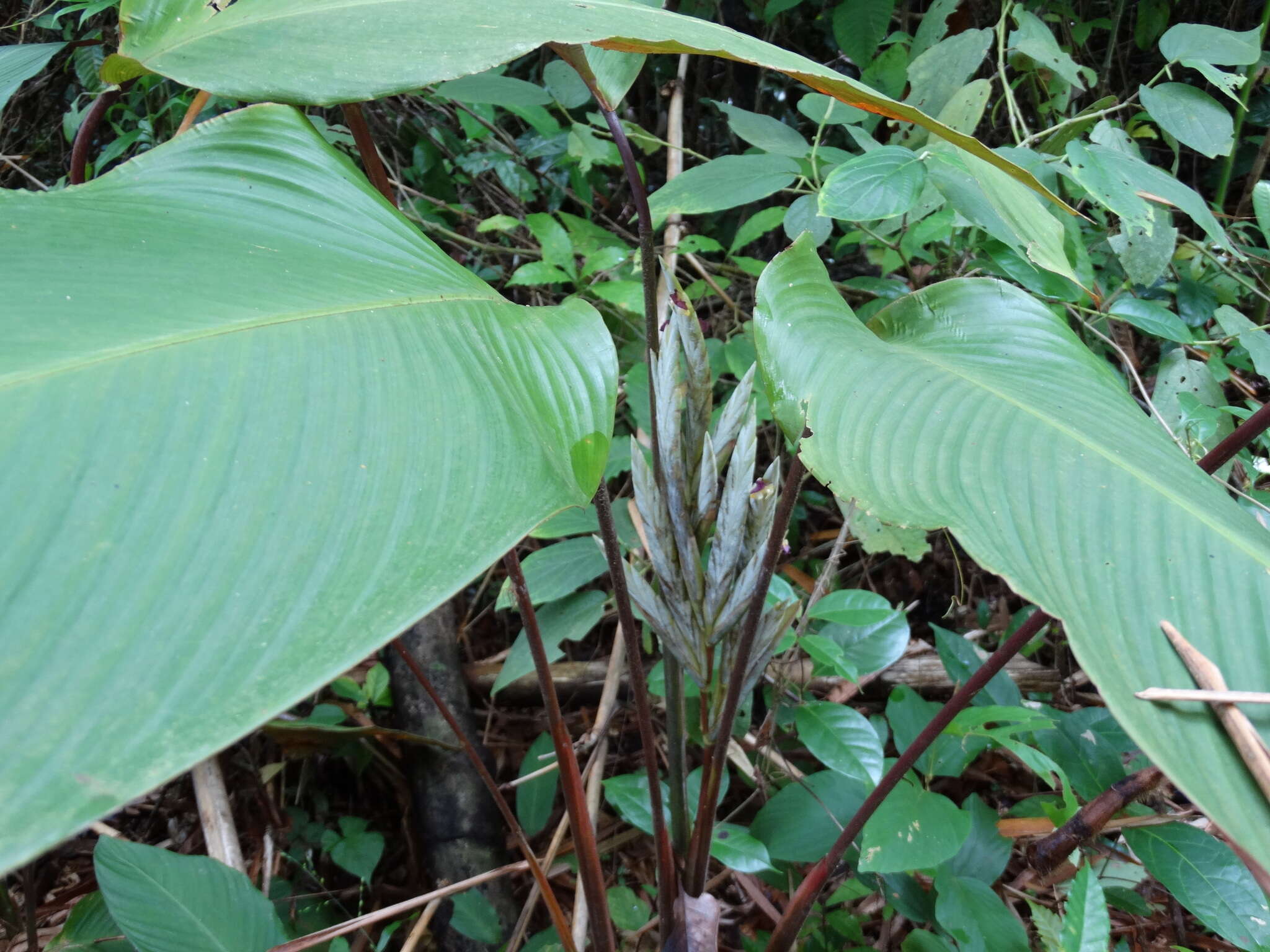 Image de Pleiostachya pruinosa (Regel) K. Schum.