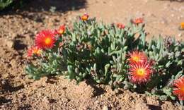 Image of Malephora purpureocrocea (Haw.) Schwant.