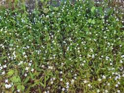 Image of Greene's starviolet