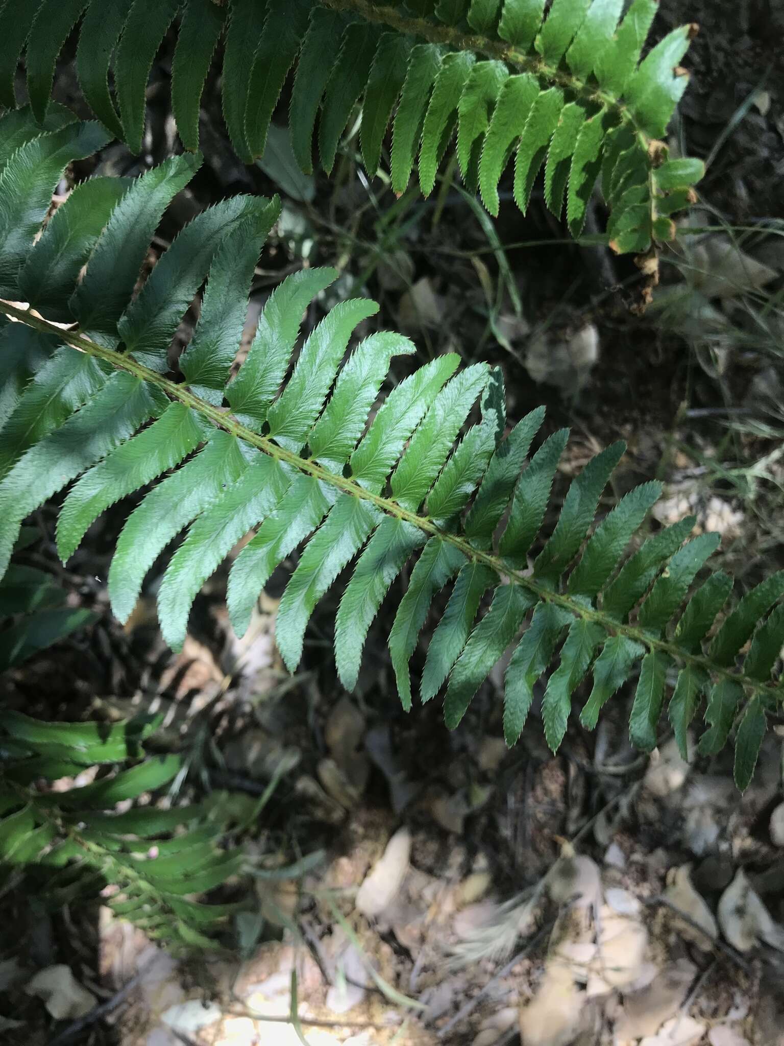 Image of narrowleaf swordfern