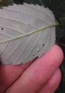 Image of Leafhopper