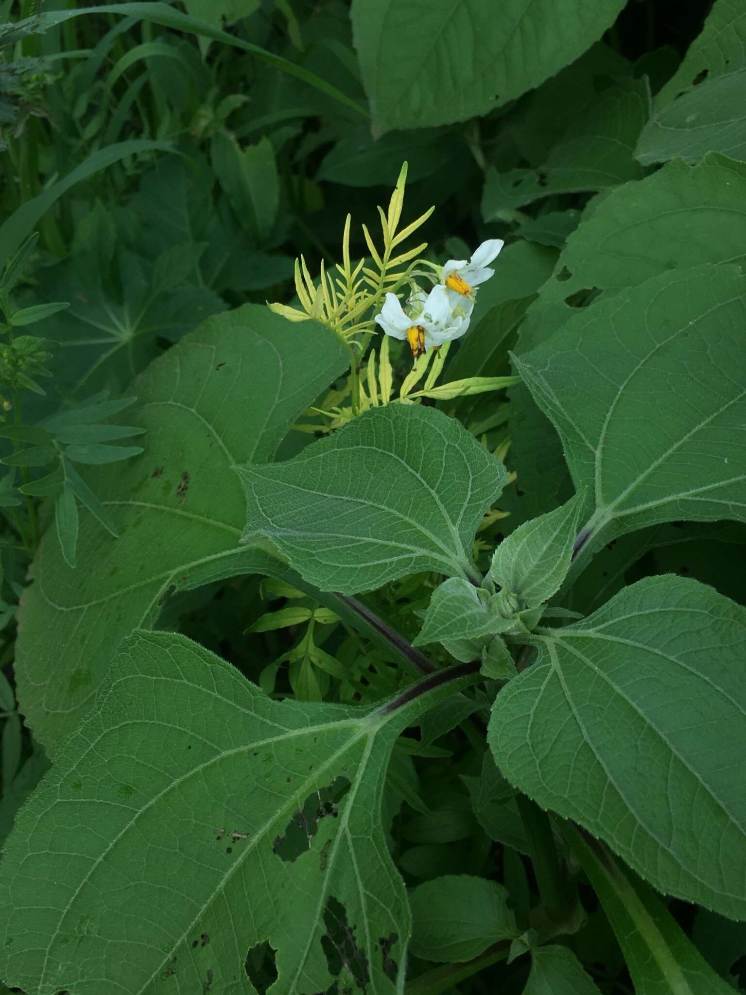 Imagem de Solanum pinnatisectum Dun.