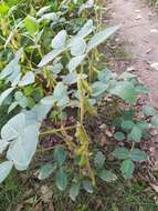 Image of soybean