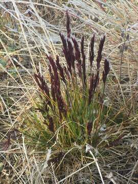 Imagem de Festuca baffinensis Polunin