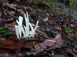 Clavaria fragilis Holmsk. 1790 resmi