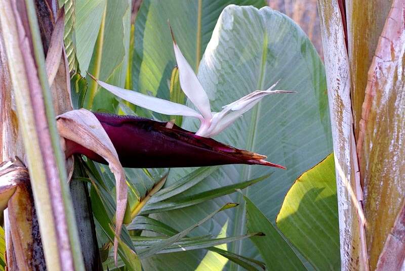 Image of Mountain strelitzia