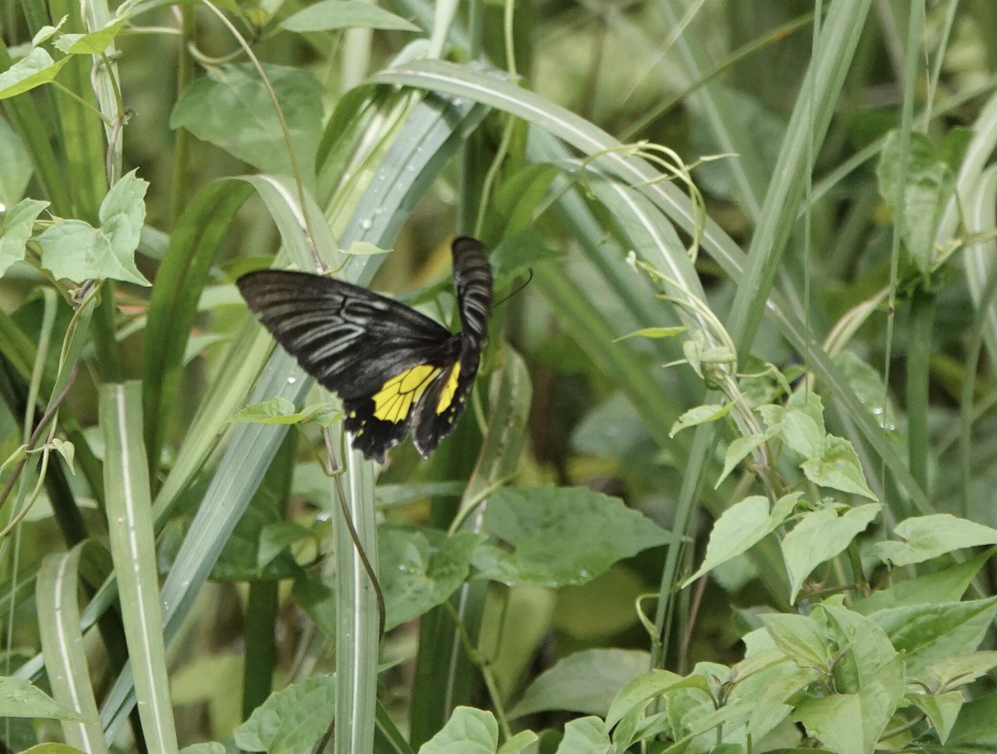 Image of Troides rhadamantus (Lucas 1835)