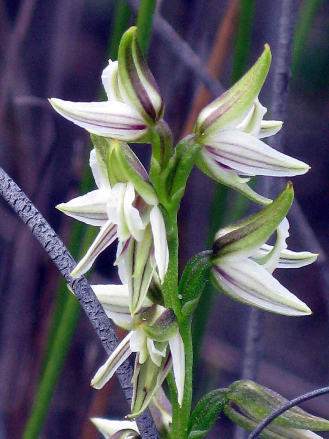 Image of Streaked leek orchid