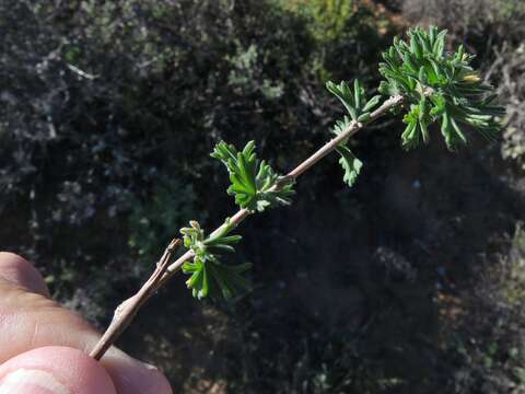 Image of Pelargonium karooicum Compton & Barnes