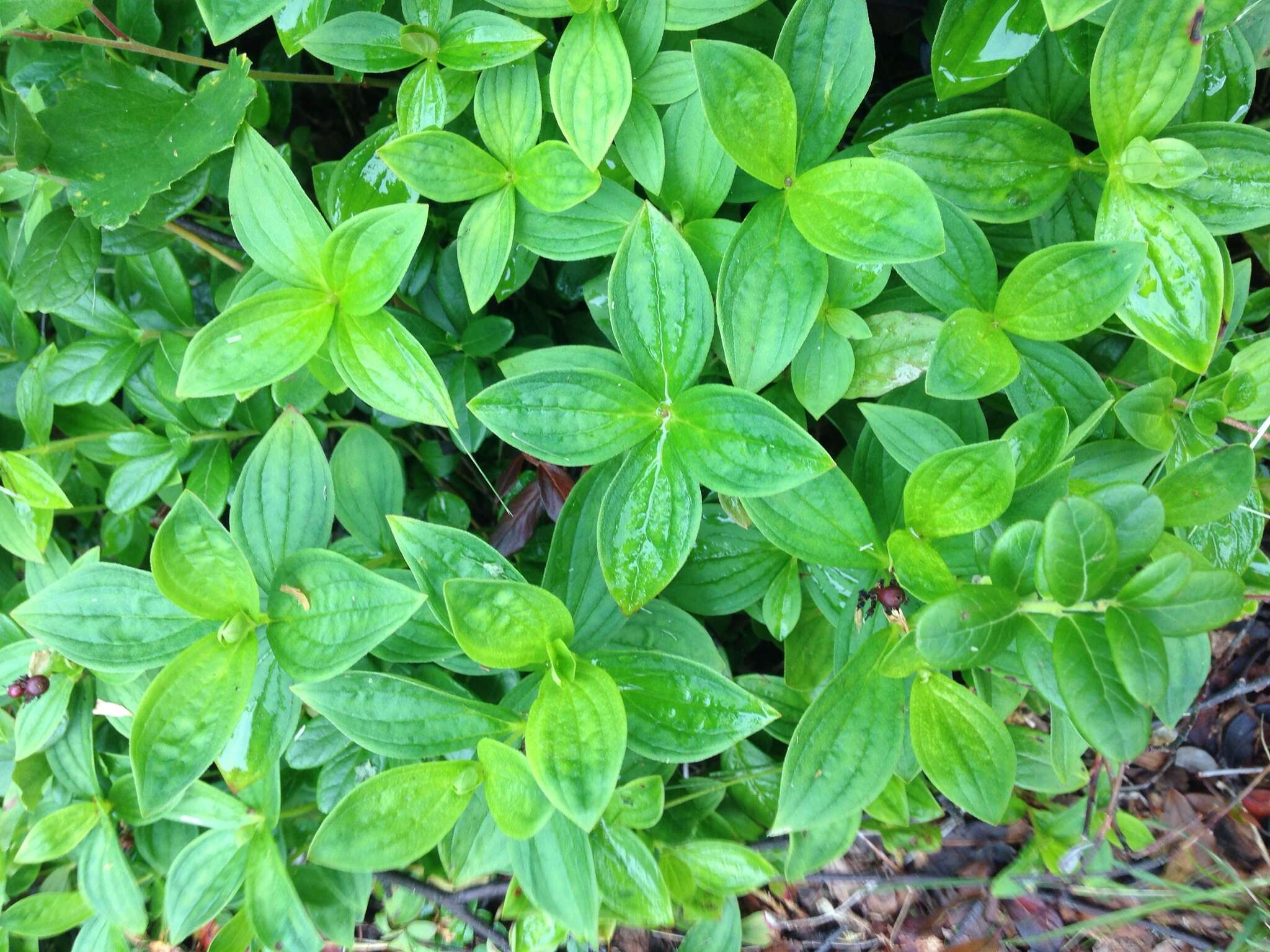 Image of Bunchberry