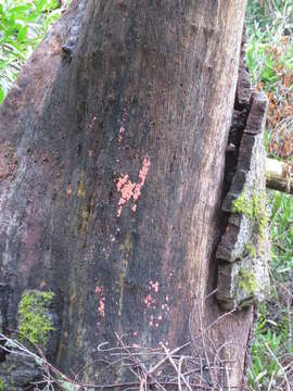 Image of Arcyria ferruginea