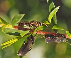 صورة Euryglossa adelaidae Cockerell 1905