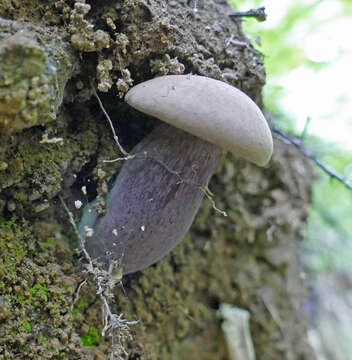 Image of Tylopilus violatinctus T. J. Baroni & Both 1998