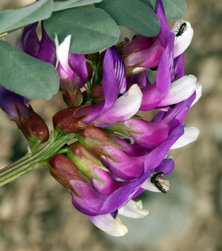 Image of Astragalus oophorus var. oophorus