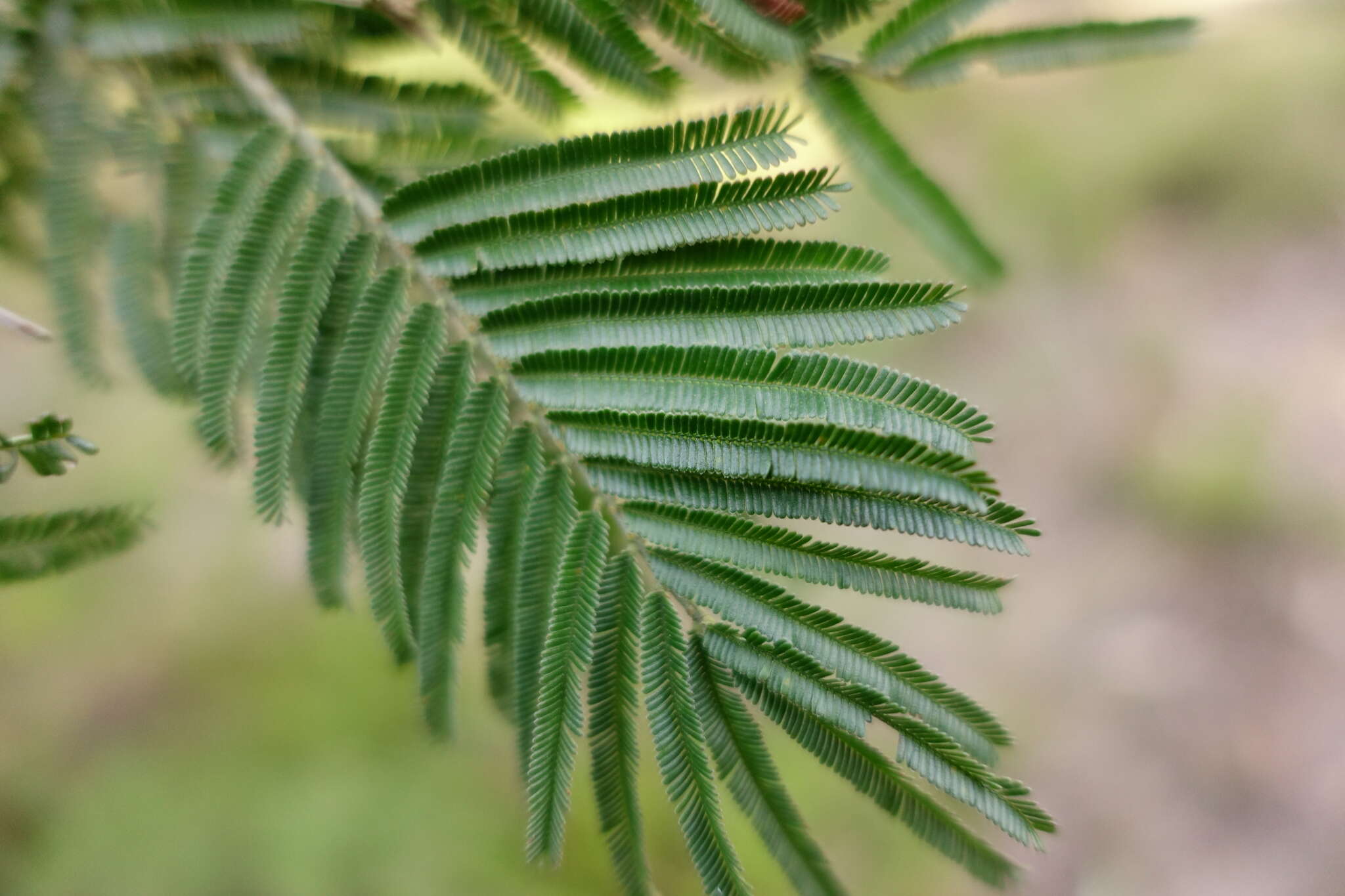 Imagem de Acacia nanodealbata J. H. Willis