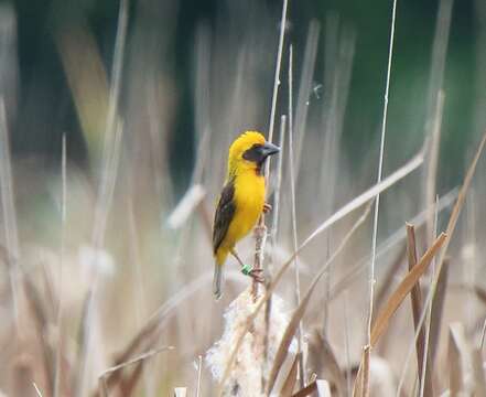 Image of Asian Golden Weaver