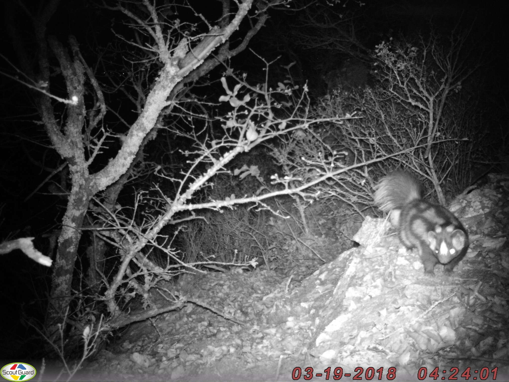 Image of Western Spotted Skunk