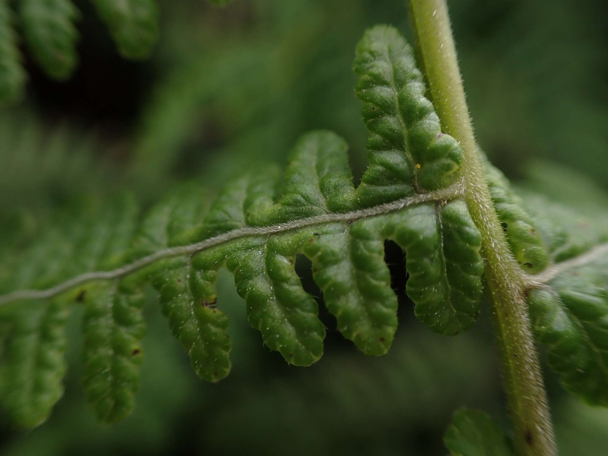 Слика од Phegopteris keraudreniana (Gaud.) Mann