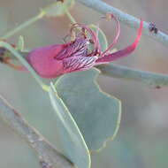 Image of Blue-leaf bauhinia