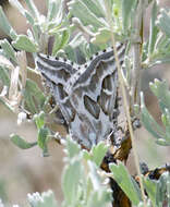 Image of Sagebrush Girdle