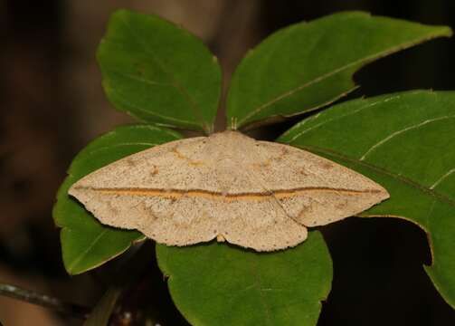 Image of Ugia insuspecta Galsworthy 1997