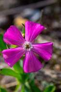 Слика од Silene caroliniana subsp. wherryi (Small) R. T. Clausen