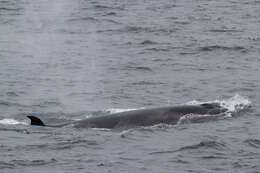 Image of Coalfish Whale