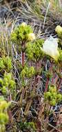 Image of Euphrasia townsonii Petrie