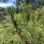 Image of Pinus leiophylla var. leiophylla