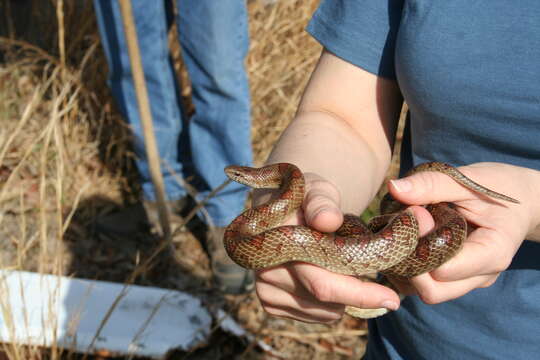 Image of Lampropeltis calligaster rhombomaculata (Holbrook 1840)