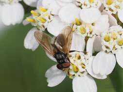 Image of Phasia obesa (Fabricius 1798)