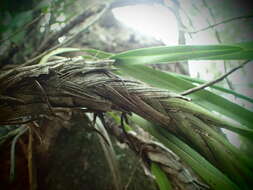 Image of Snake orchid